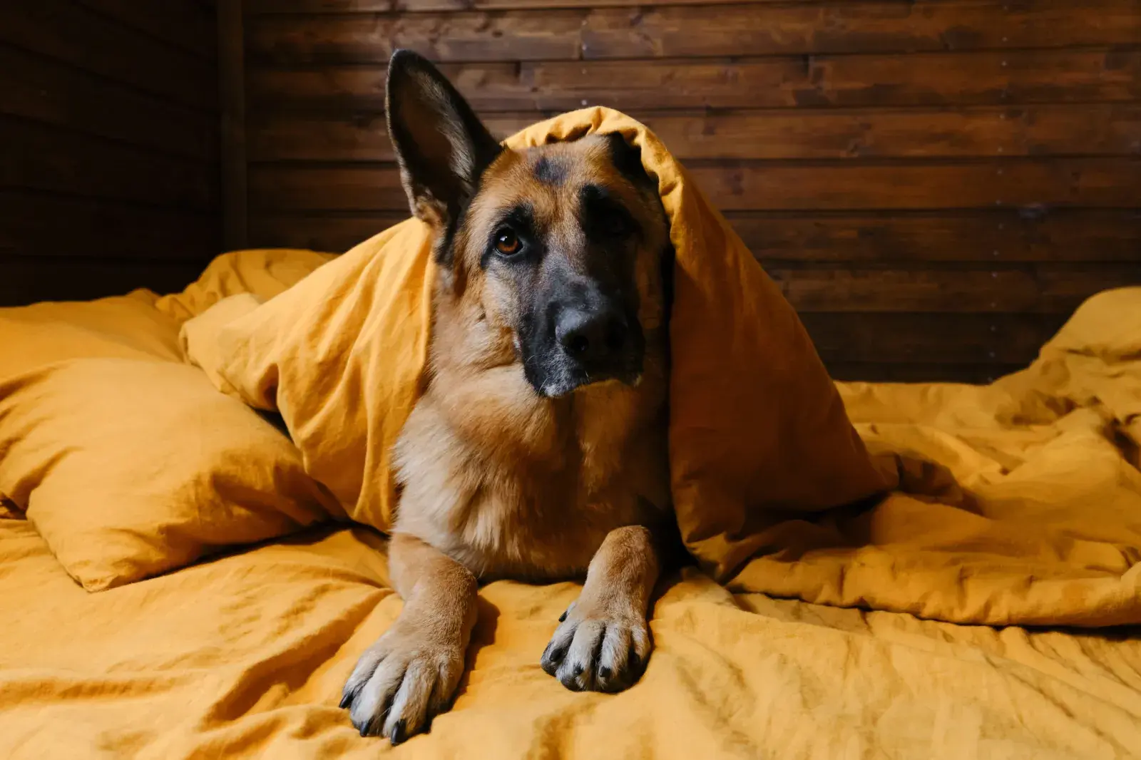 German Shepherd Dog Lays In Bed